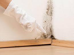 Best Mold Documentation for Insurance Claims in USA